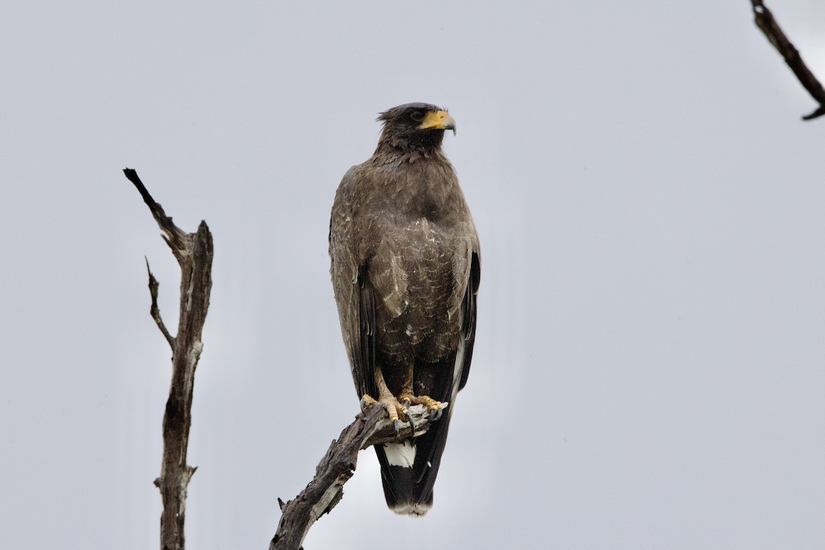 Cuban Black Hawk - ML637650621