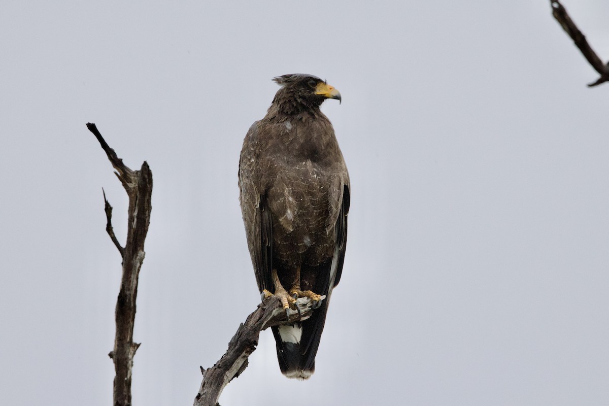 Cuban Black Hawk - ML637650622