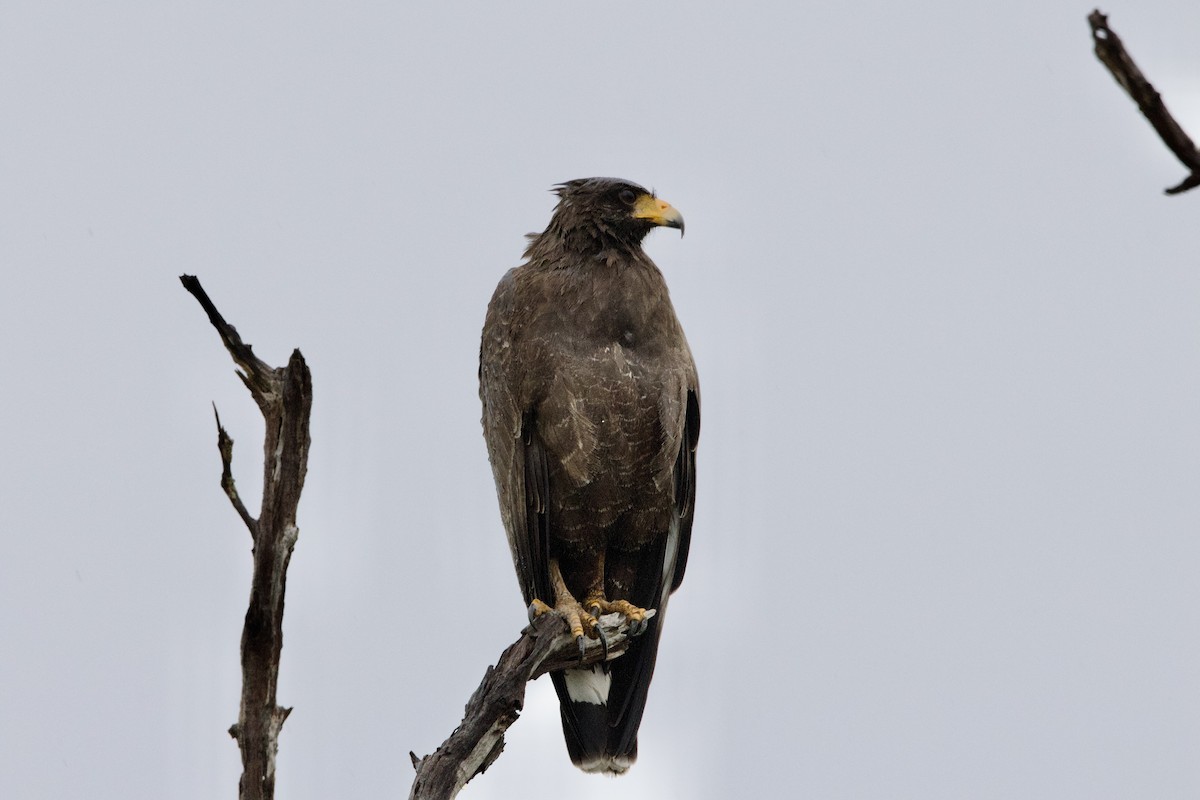 Cuban Black Hawk - ML637650623