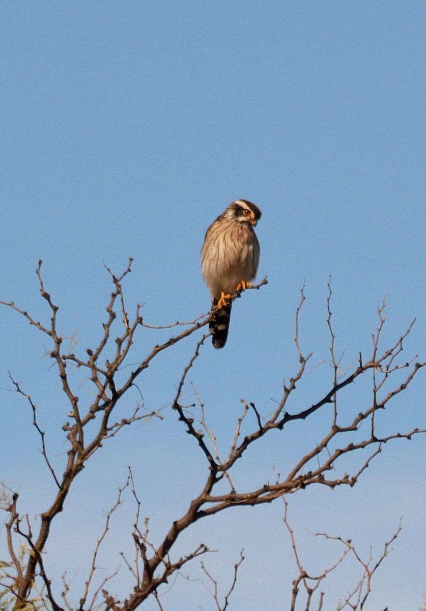 Spot-winged Falconet - ML637650624