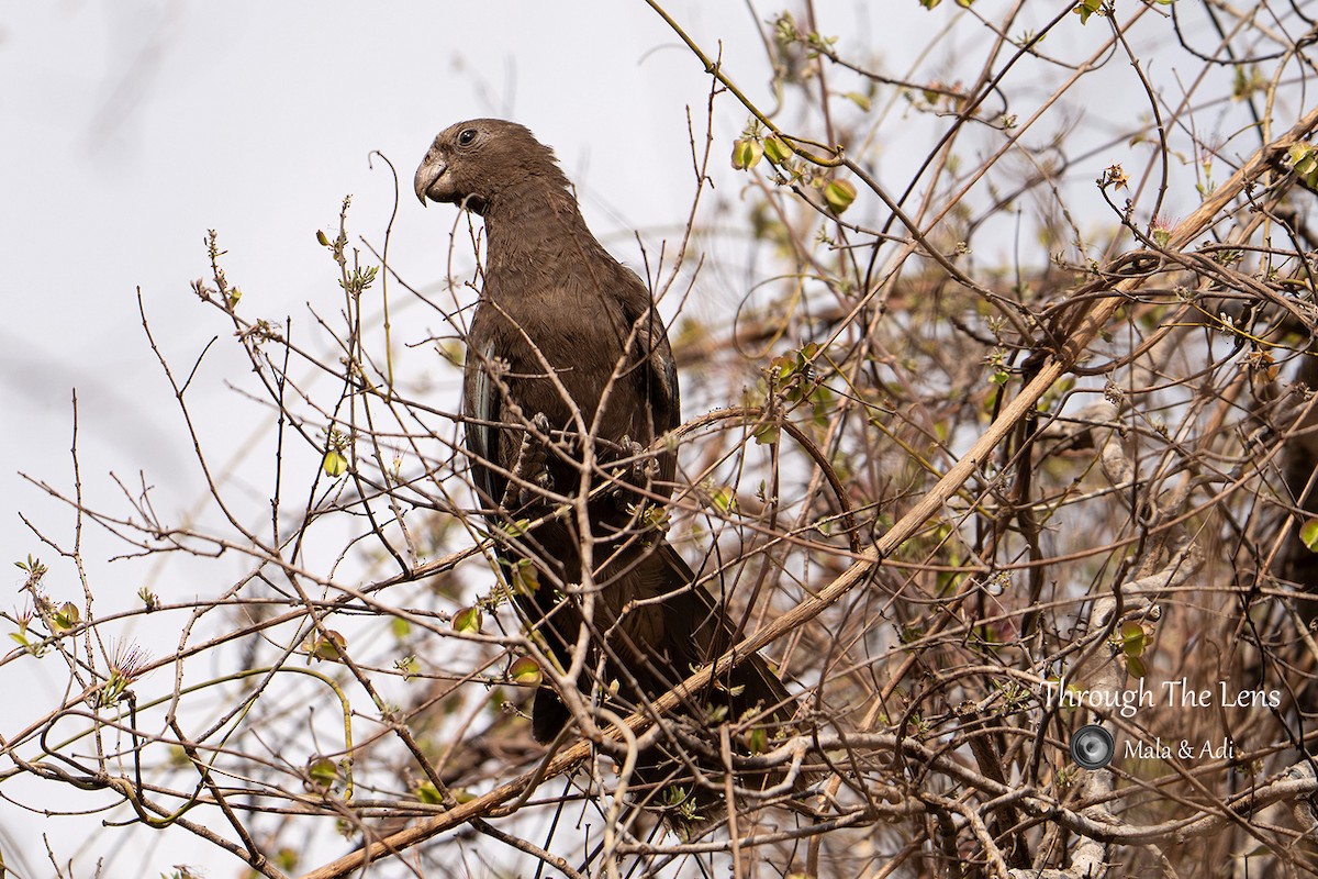 Lesser Vasa Parrot - ML637650638