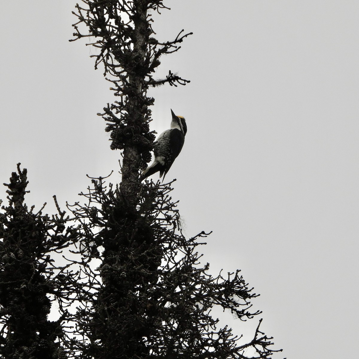 Black-backed Woodpecker - ML637650640