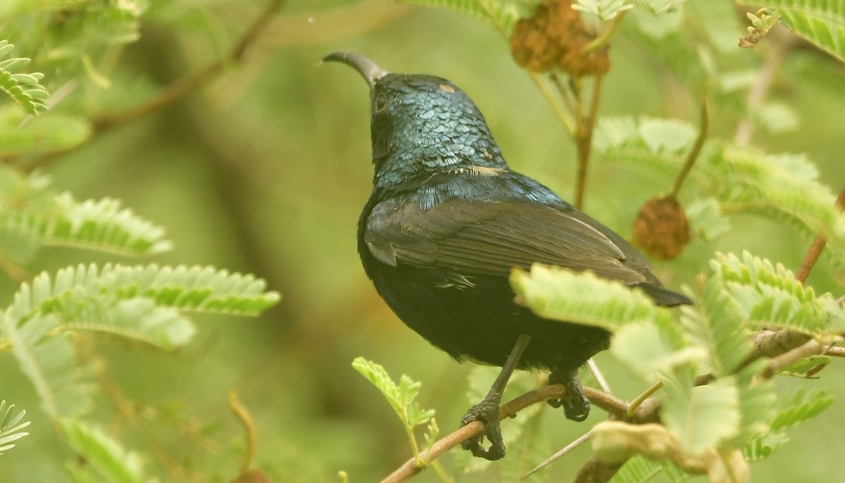 Purple Sunbird - ML637650643