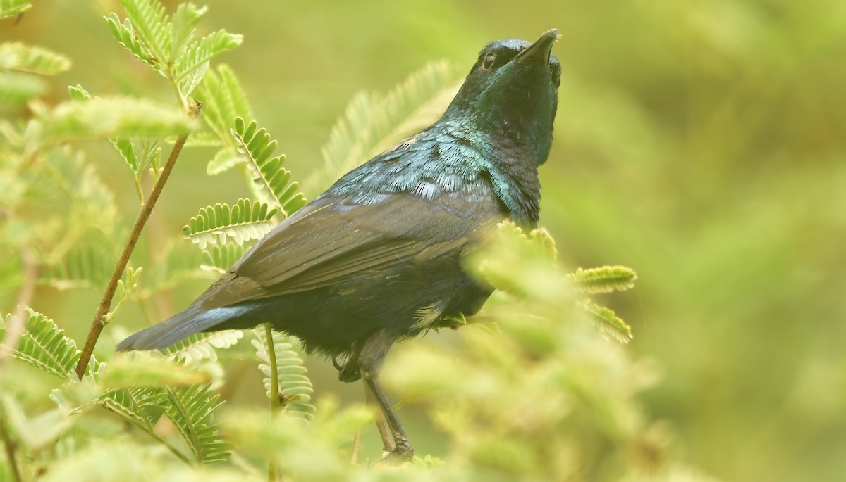 Purple Sunbird - ML637650644