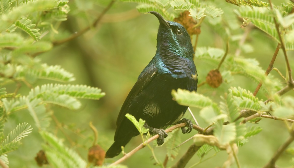 Purple Sunbird - ML637650645