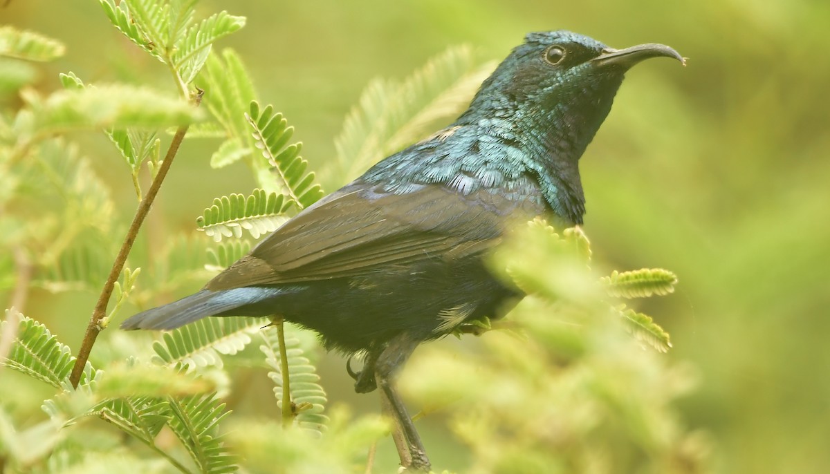 Purple Sunbird - ML637650646
