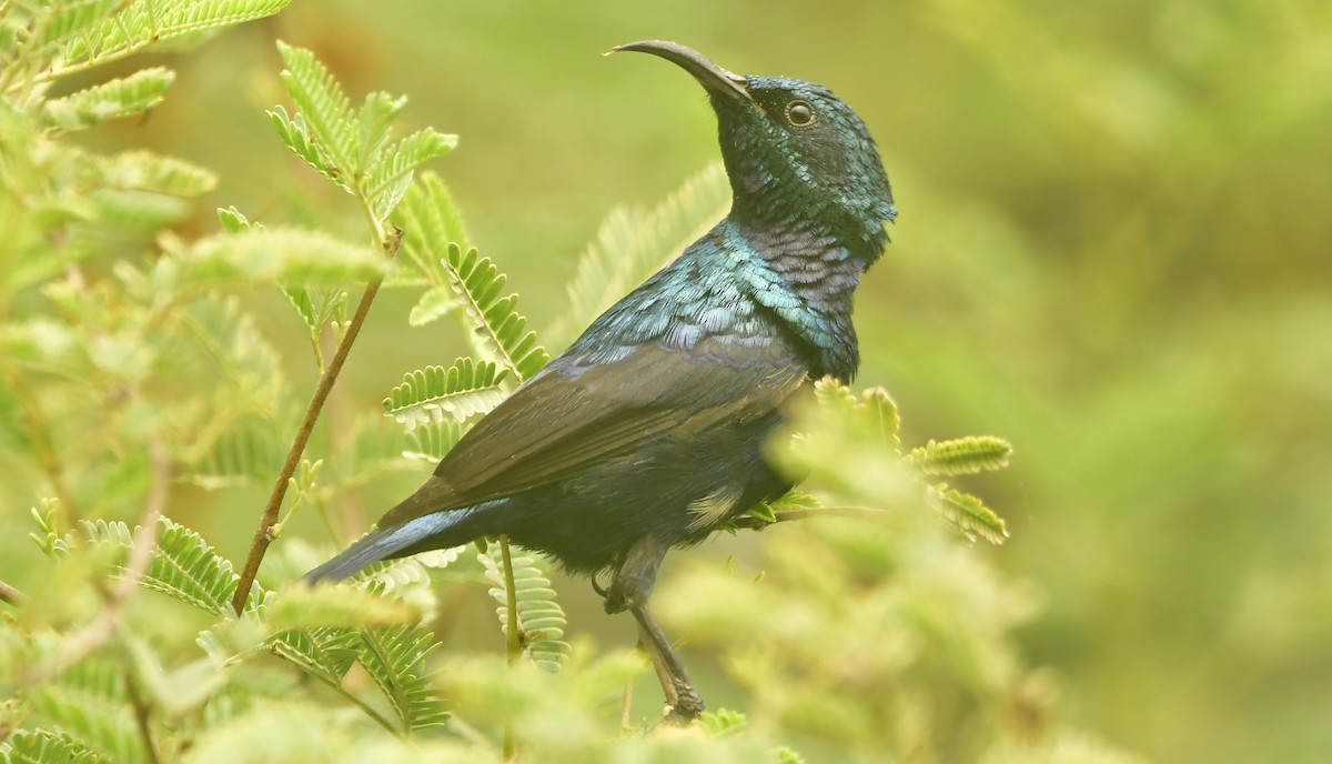 Purple Sunbird - ML637650647