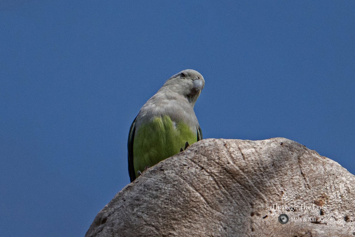 Gray-headed Lovebird - ML637650648