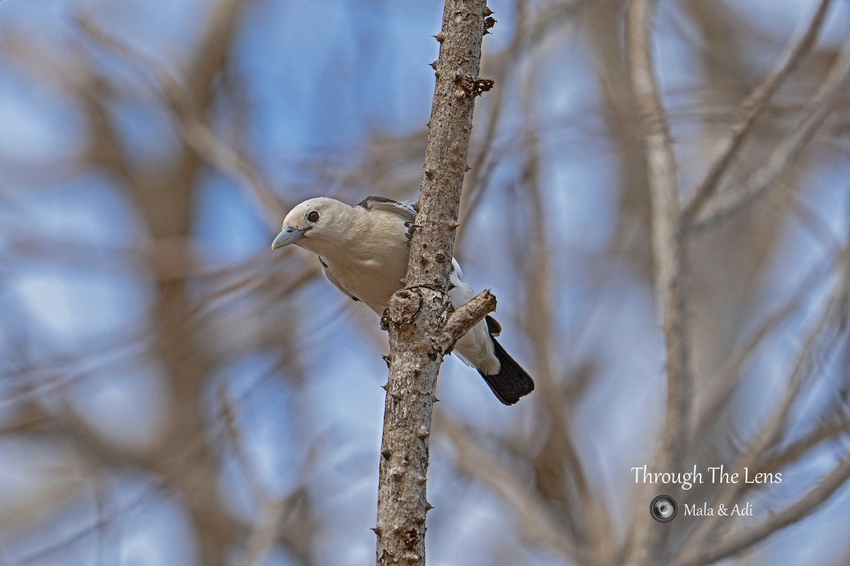 White-headed Vanga - ML637650661
