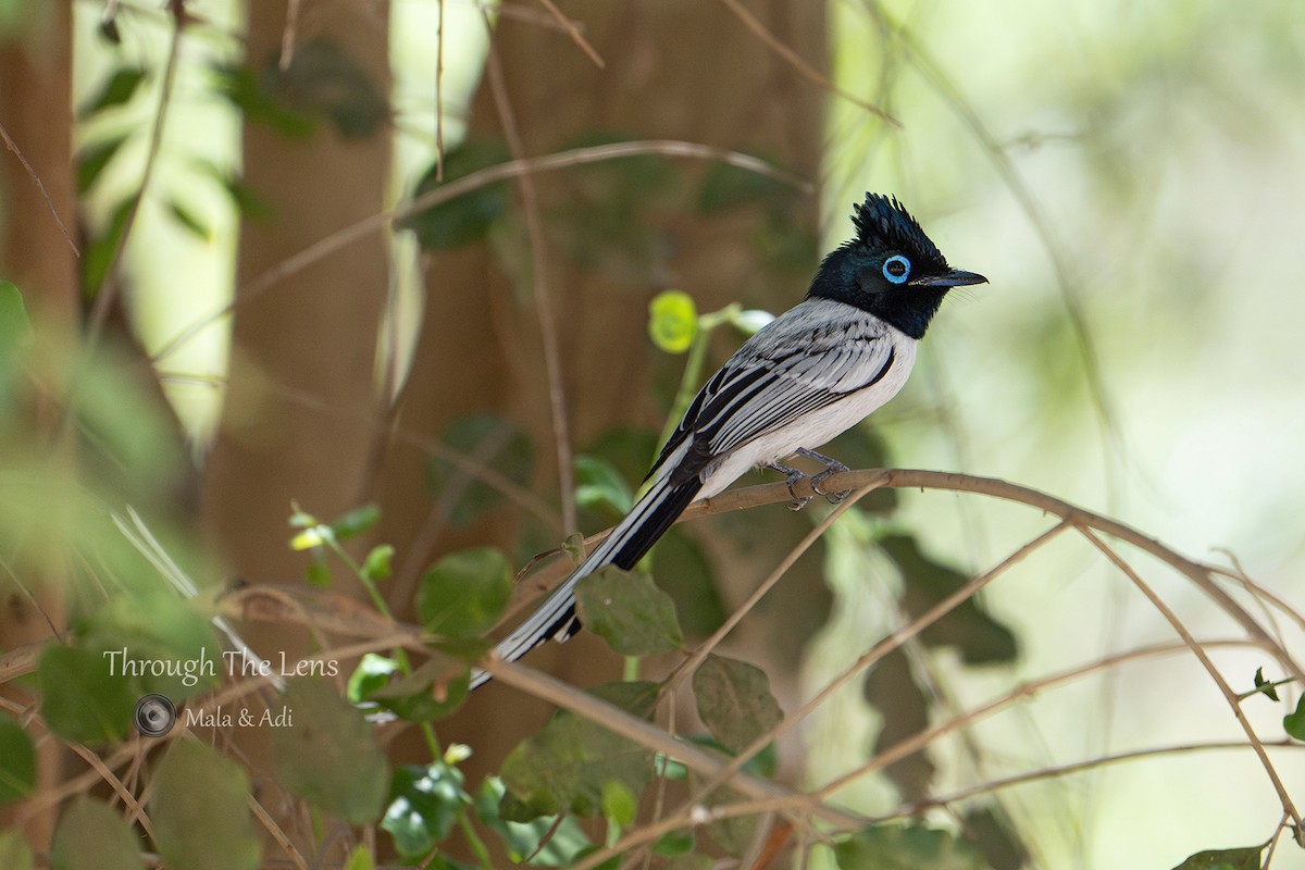 Malagasy Paradise-Flycatcher - ML637650664