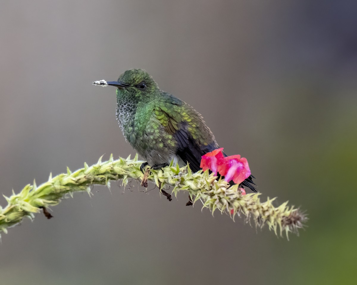 Blue-vented Hummingbird - ML637650700