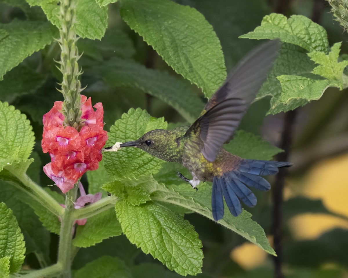Blue-vented Hummingbird - ML637650704