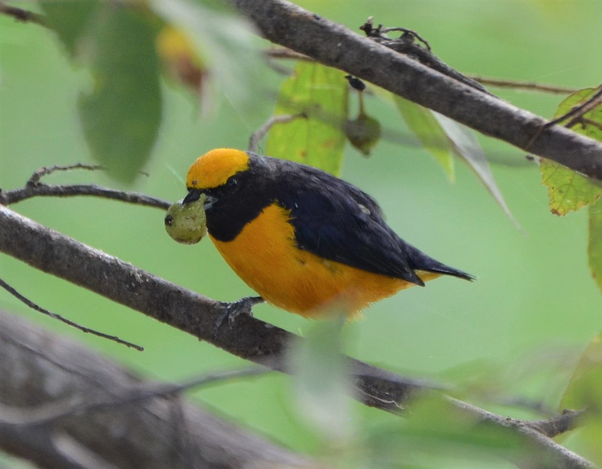Orange-crowned Euphonia - ML637650714
