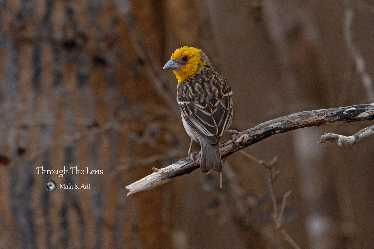 Sakalava Weaver - ML637650760