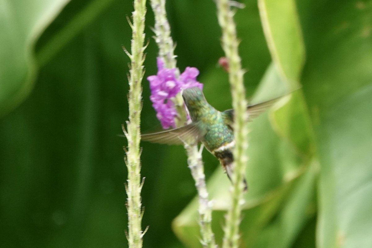 Black-crested Coquette - ML637650772