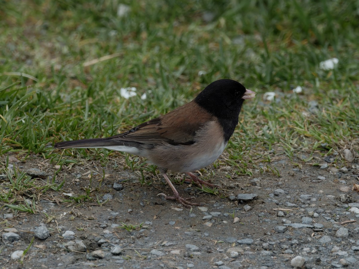 Dark-eyed Junco - ML637650784