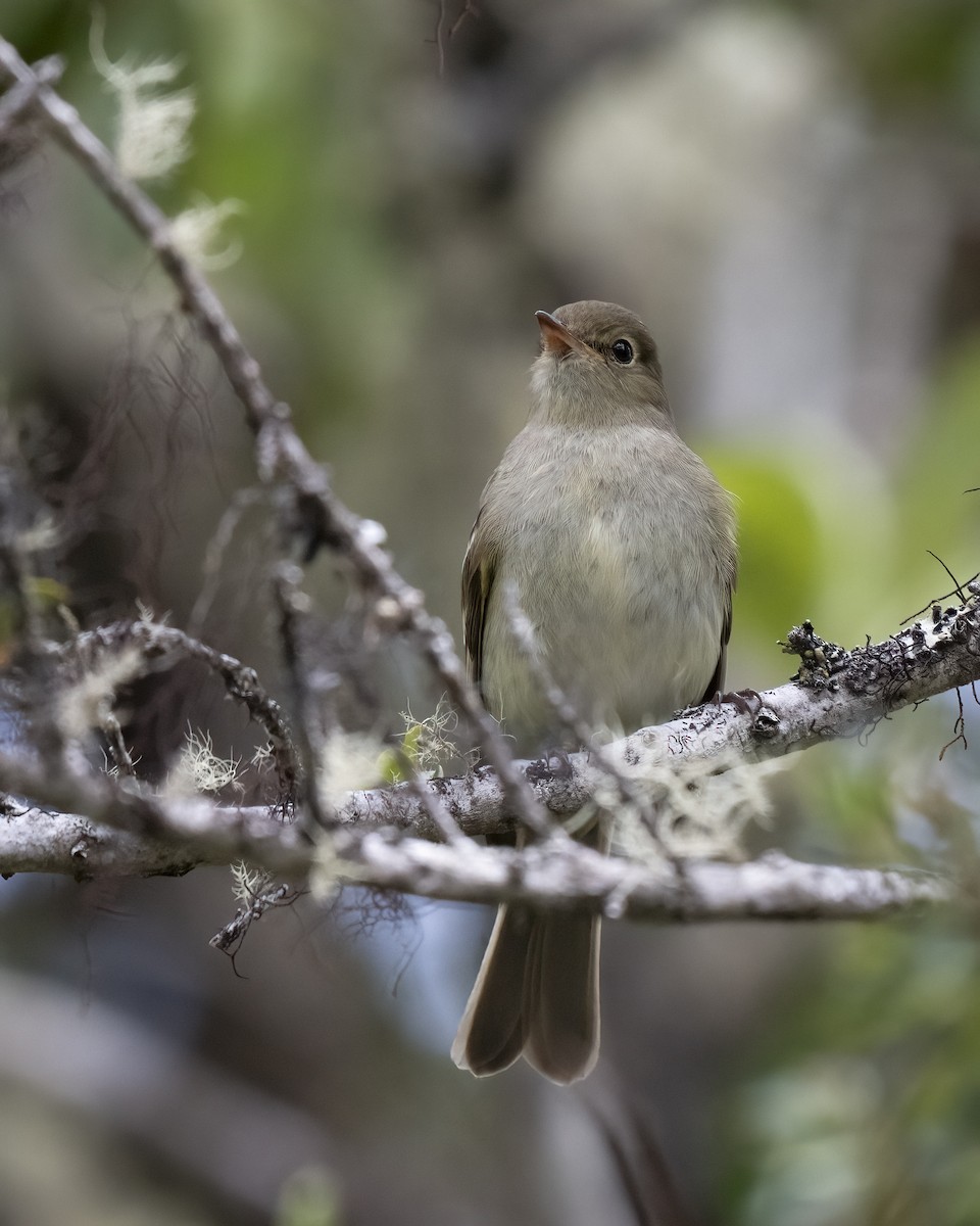 Mountain Elaenia - ML637650789