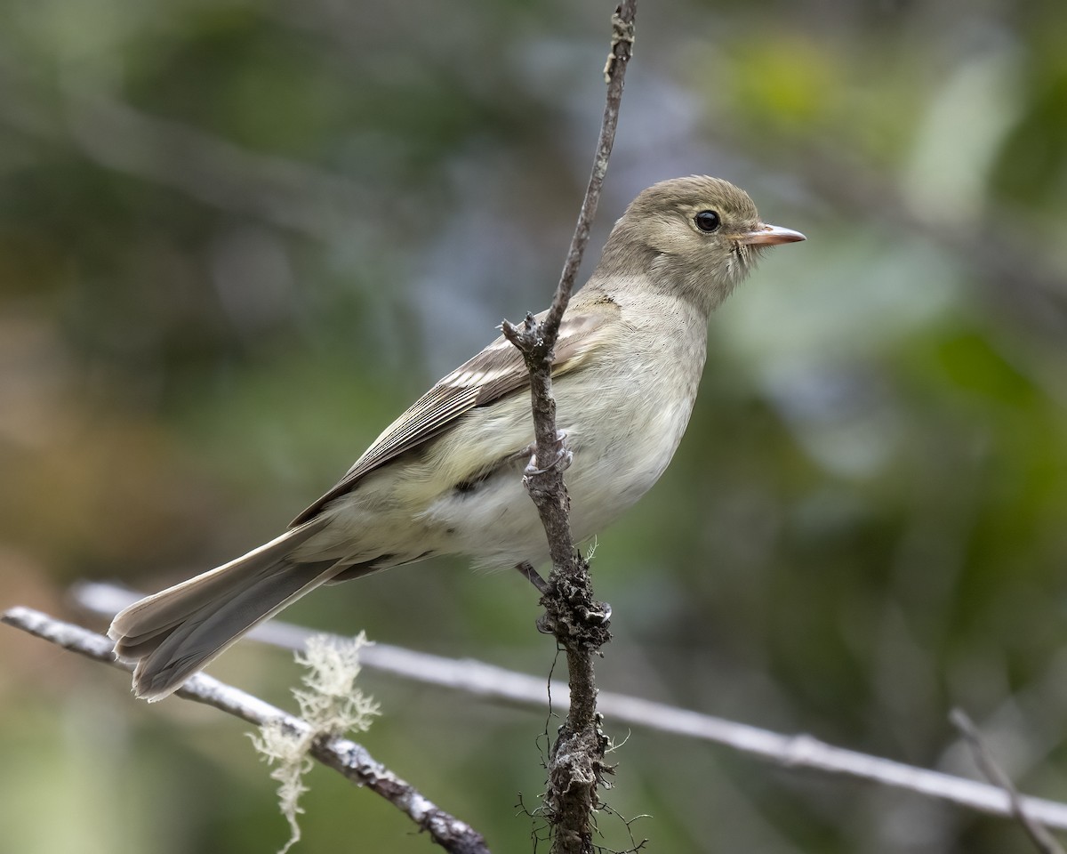 Mountain Elaenia - ML637650791