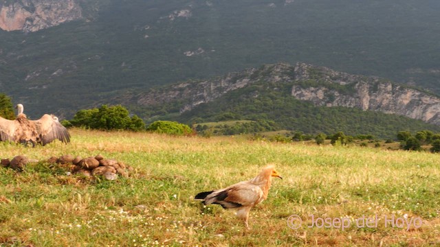 Дэлт ёл - ML637650799