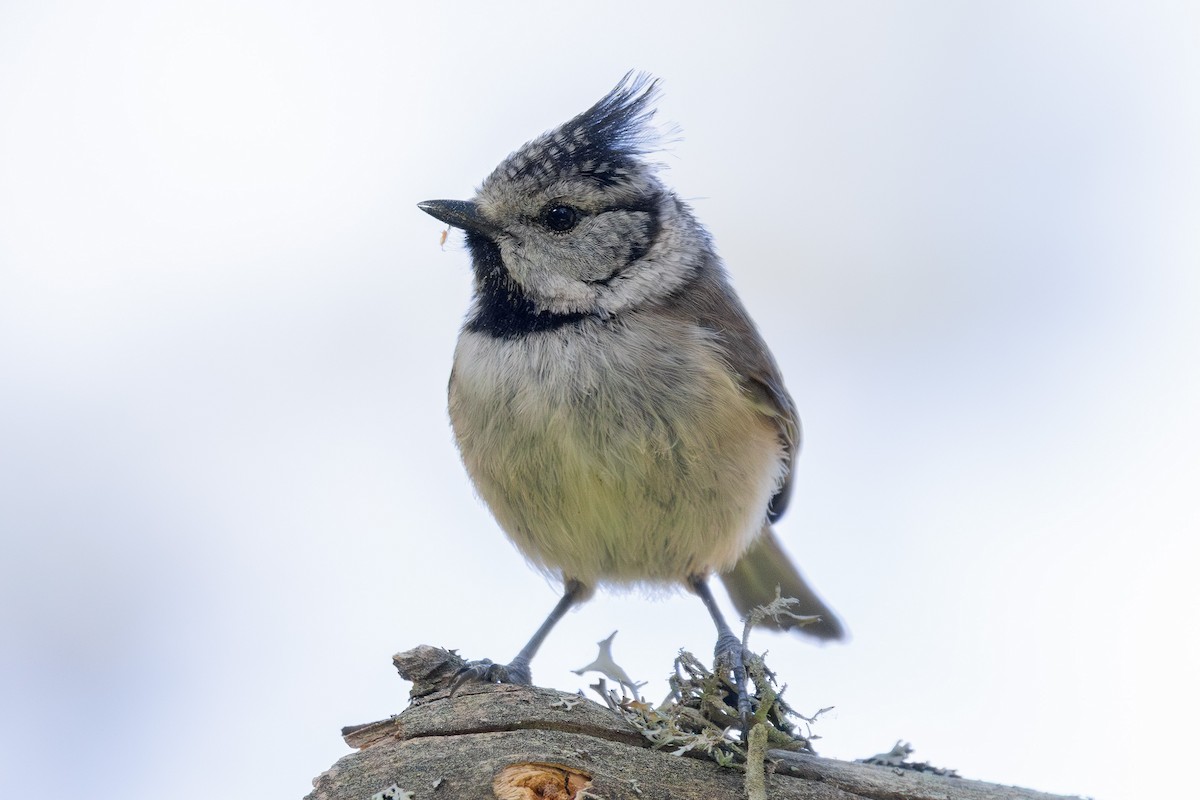 Crested Tit - ML637650805
