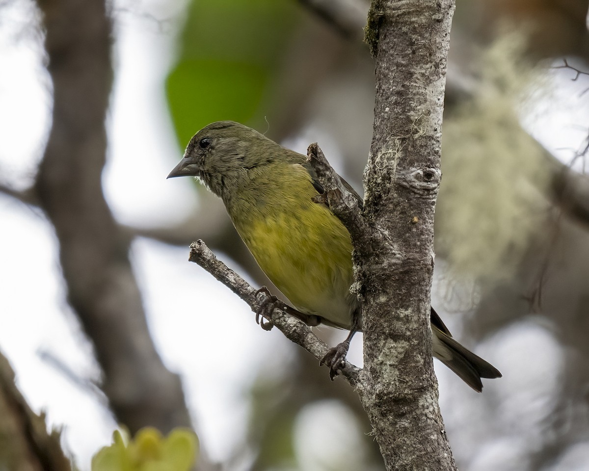 Yellow-bellied Siskin - ML637650814
