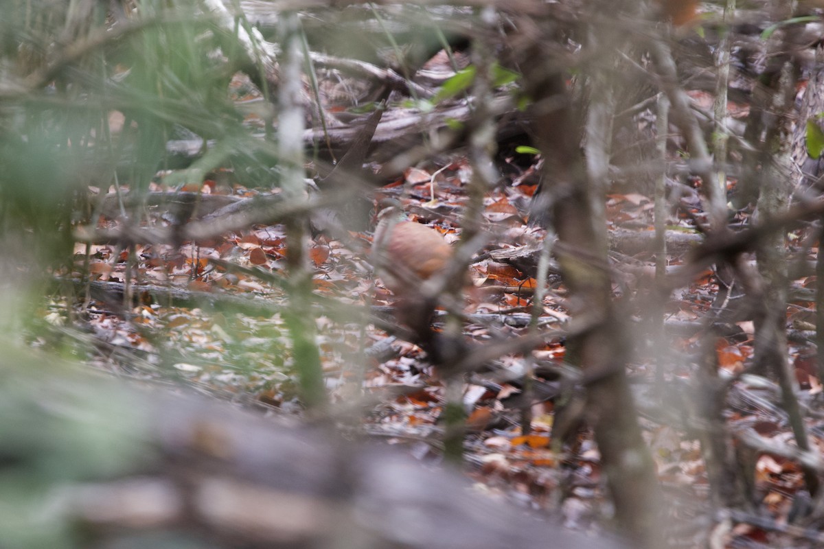 Key West Quail-Dove - ML637650821