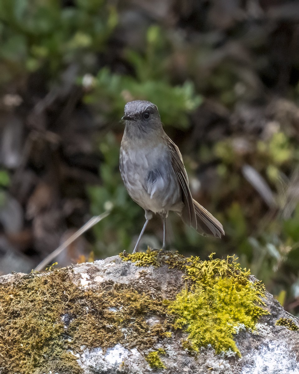 Black-billed Nightingale-Thrush - ML637650833