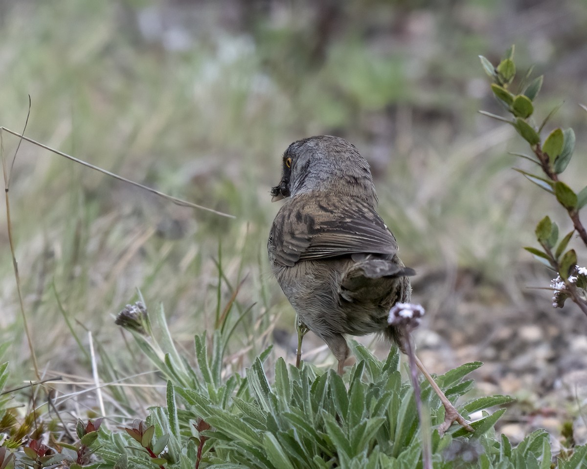 Volcano Junco - ML637650842