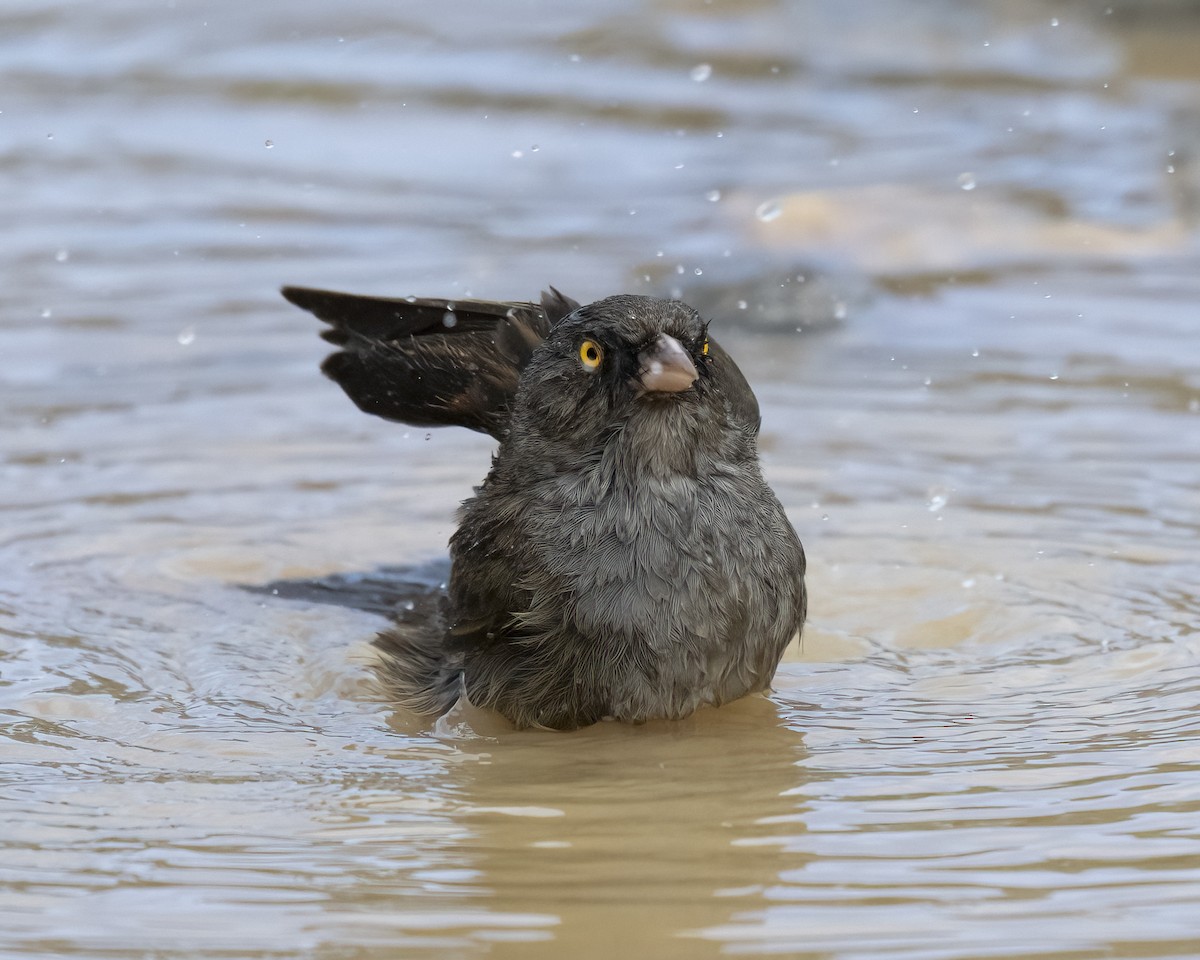 Volcano Junco - ML637650843