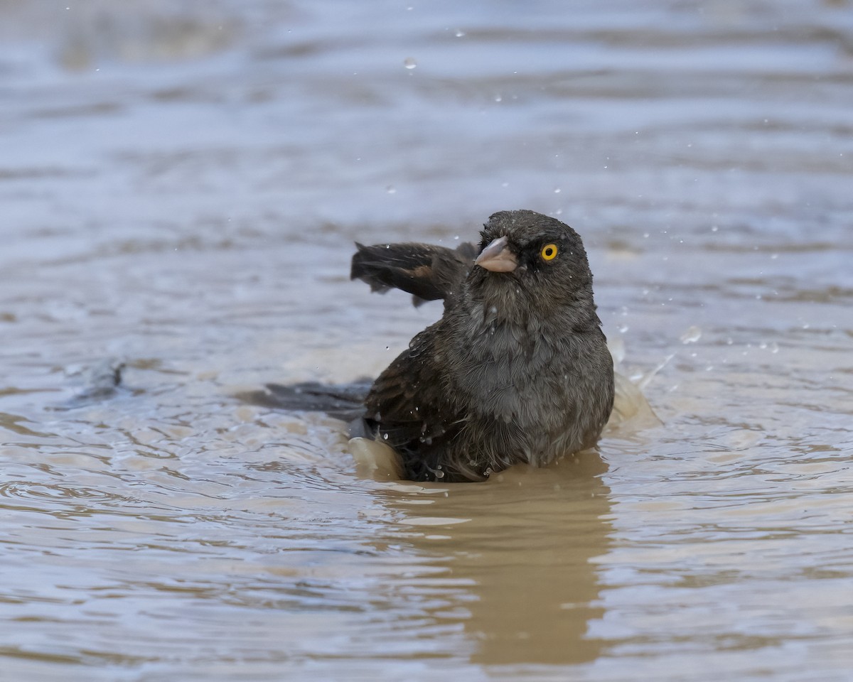 Volcano Junco - ML637650845
