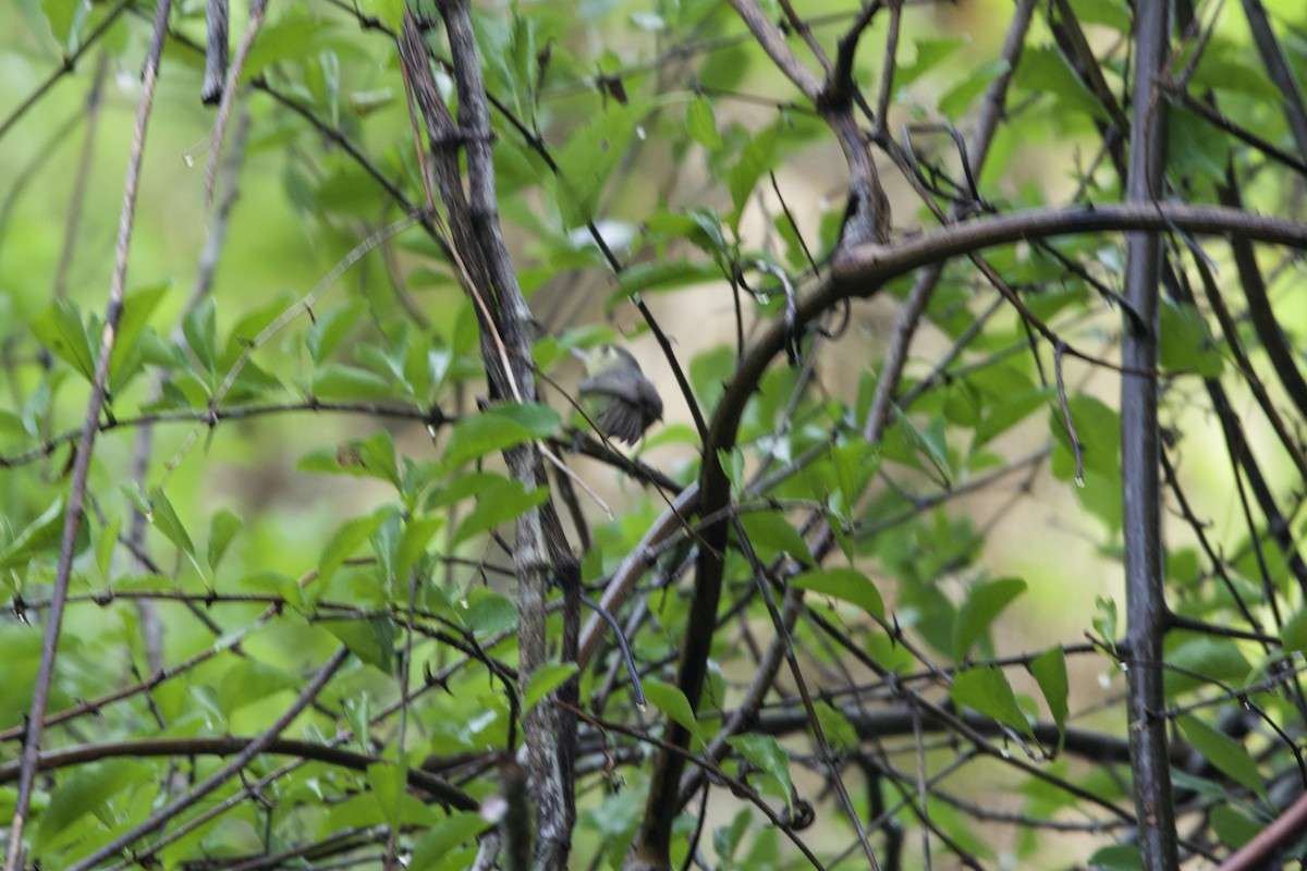Cuban Vireo - ML637650884