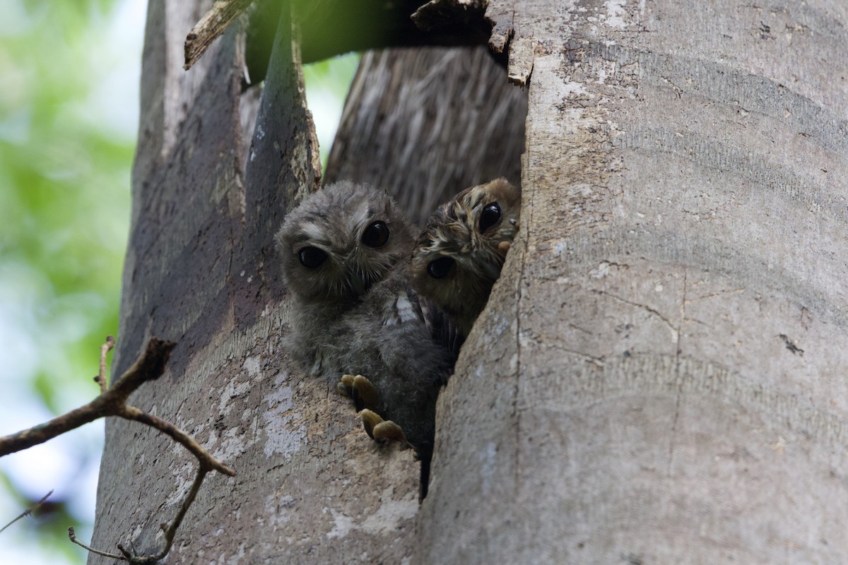 Bare-legged Owl - ML637650888