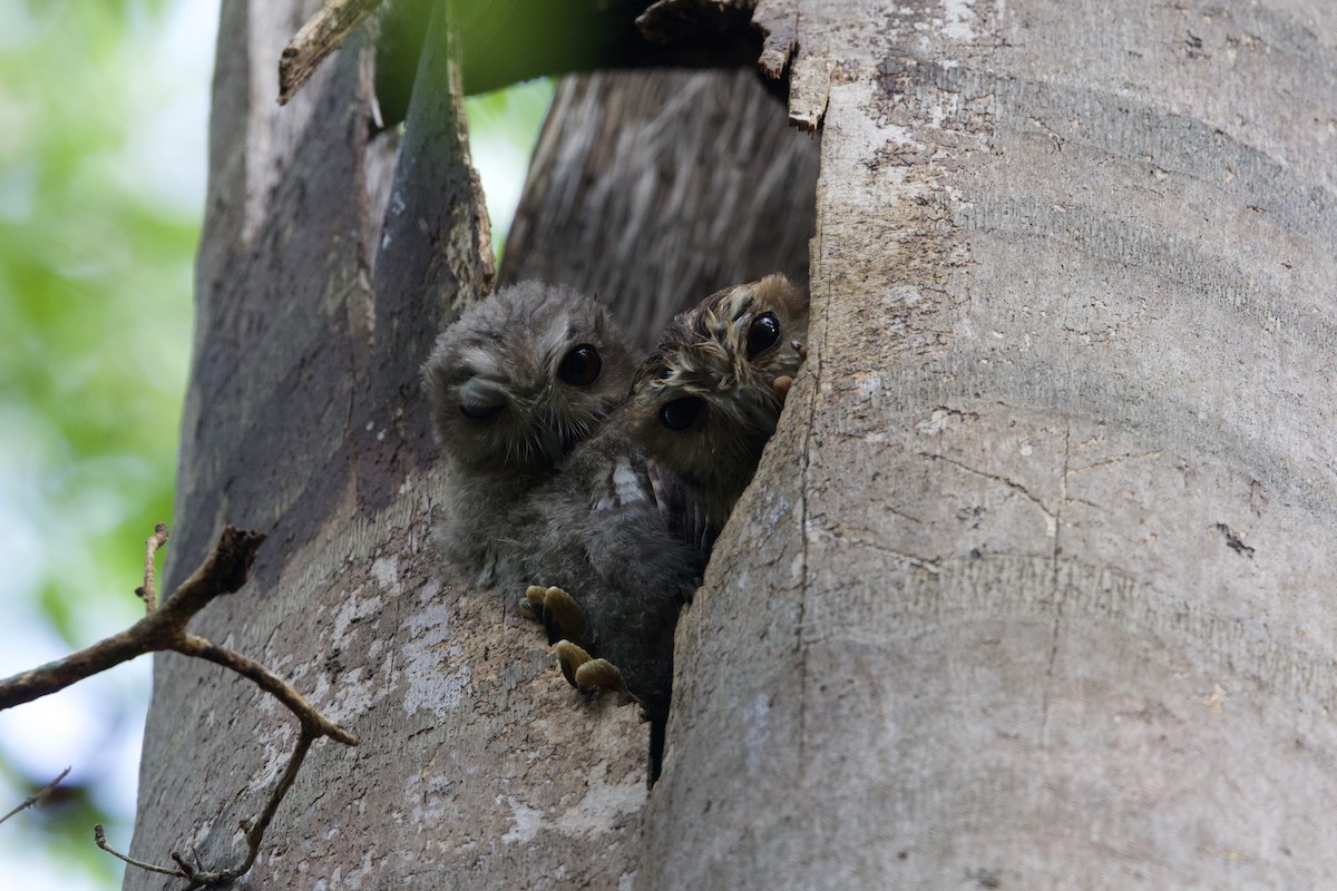 Bare-legged Owl - ML637650889