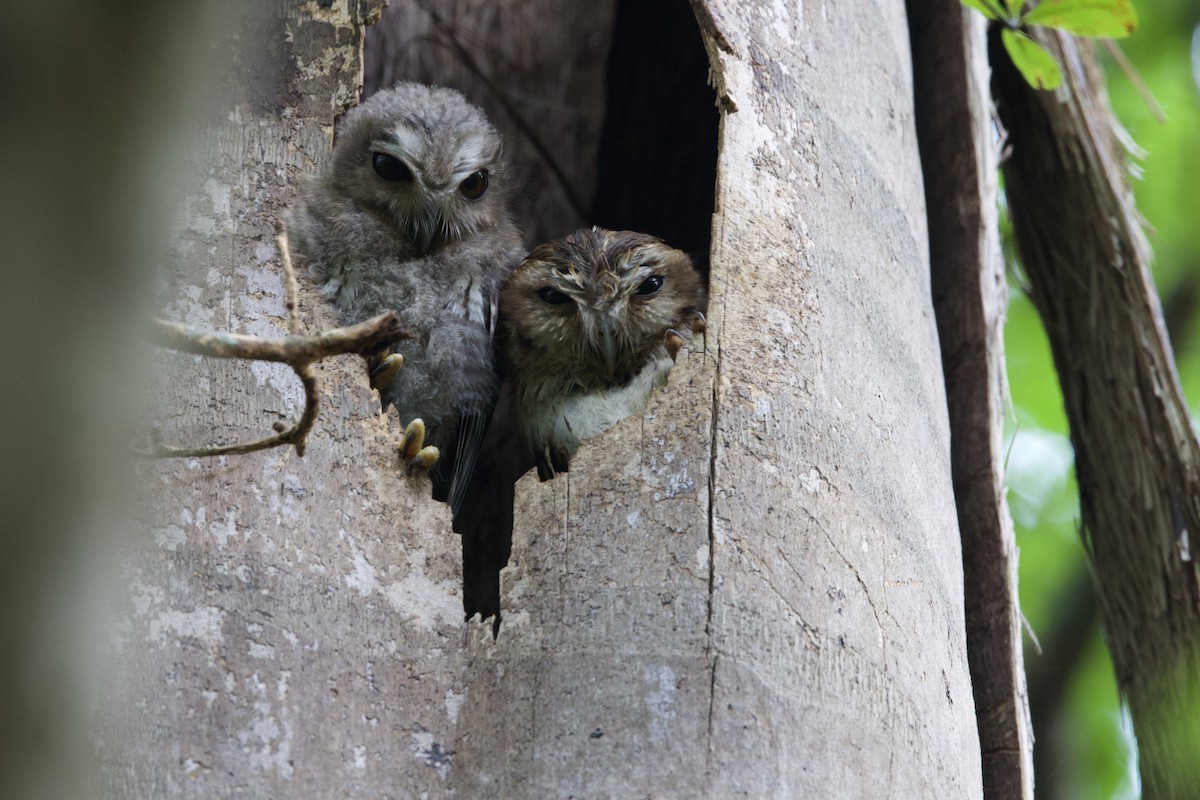Bare-legged Owl - ML637650892