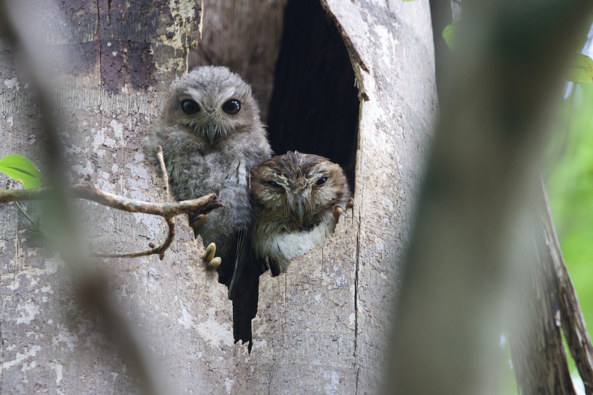 Bare-legged Owl - ML637650894