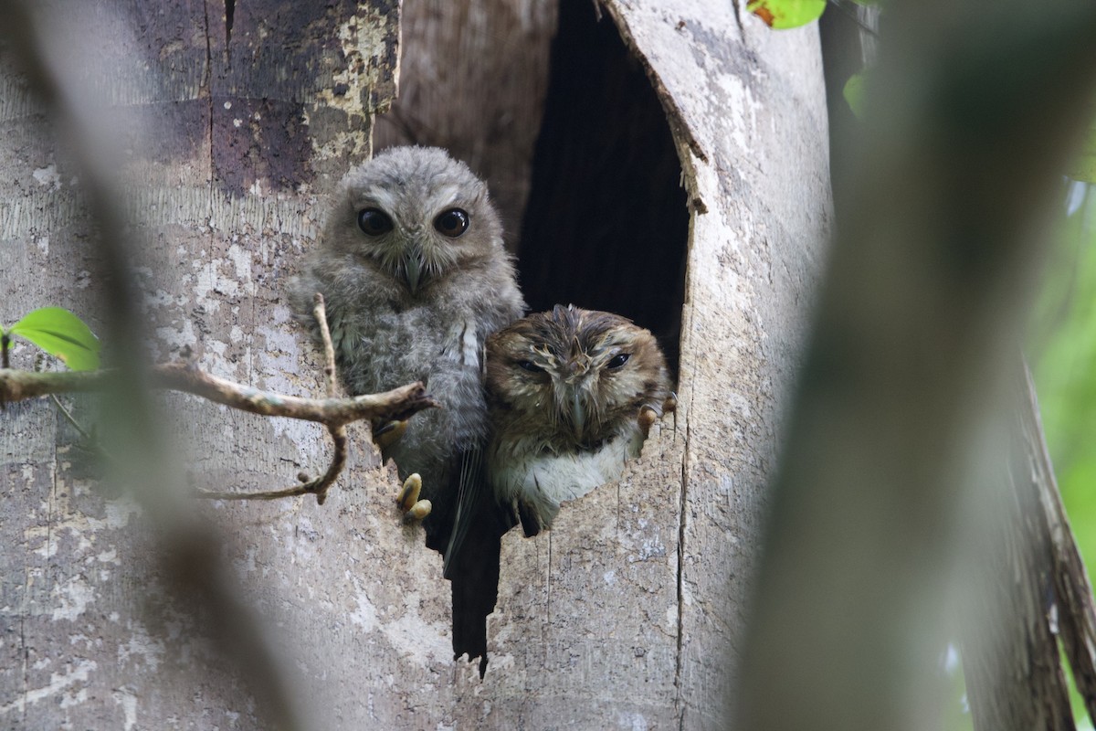 Bare-legged Owl - ML637650895