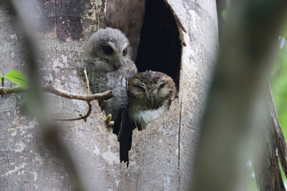 Bare-legged Owl - ML637650896