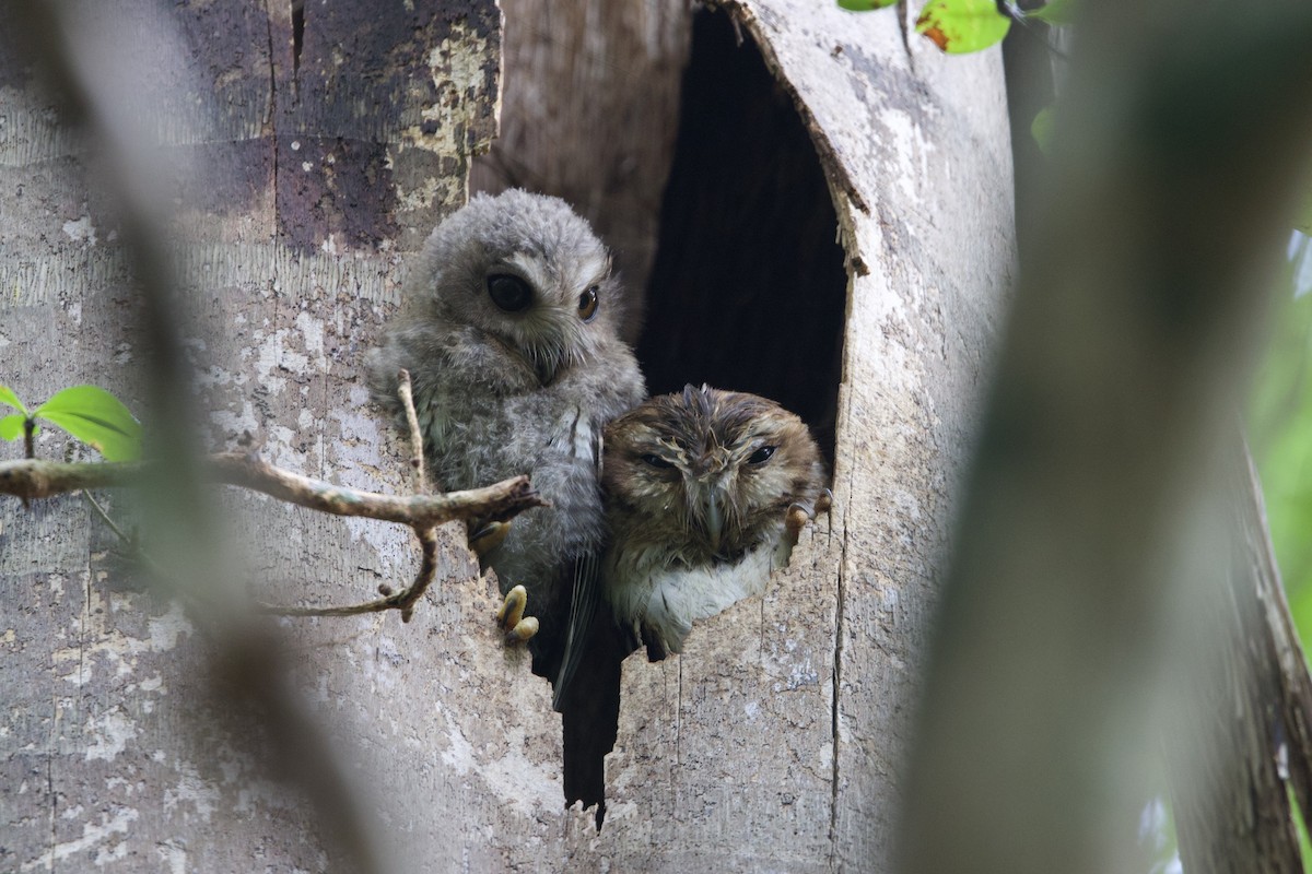 Bare-legged Owl - ML637650897