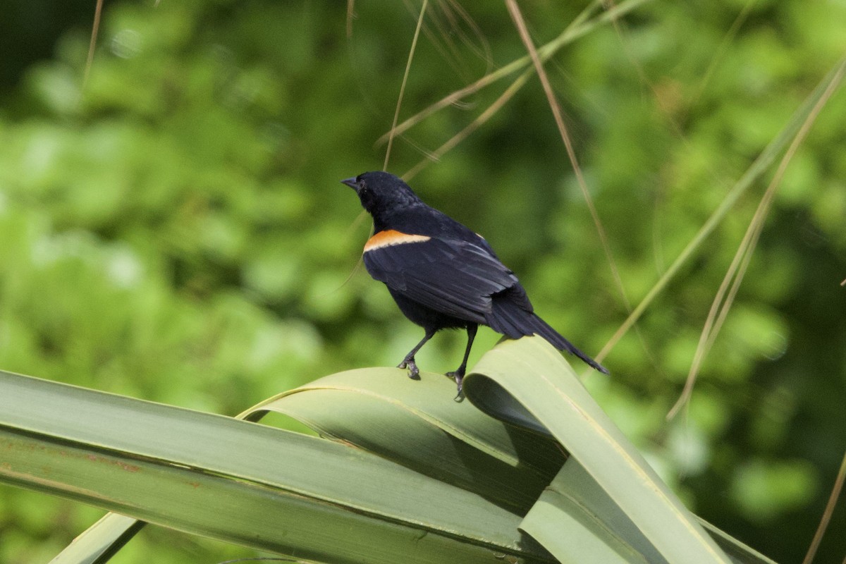 Tawny-shouldered Blackbird - ML637651014