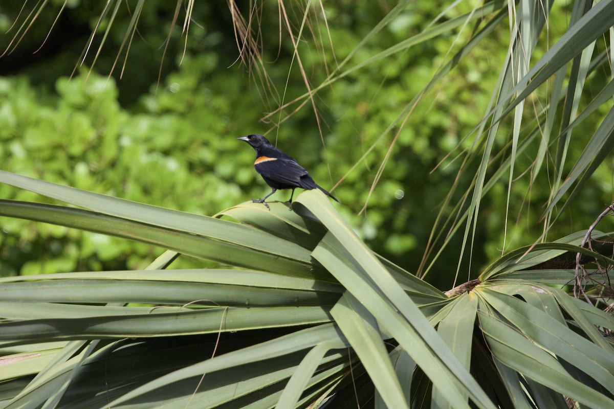 Tawny-shouldered Blackbird - ML637651015