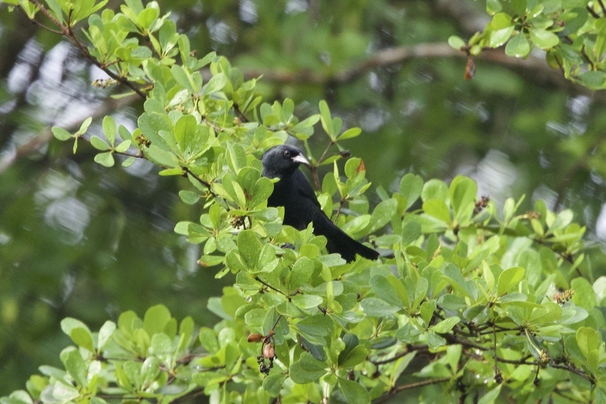 Cuban Blackbird - ML637651044