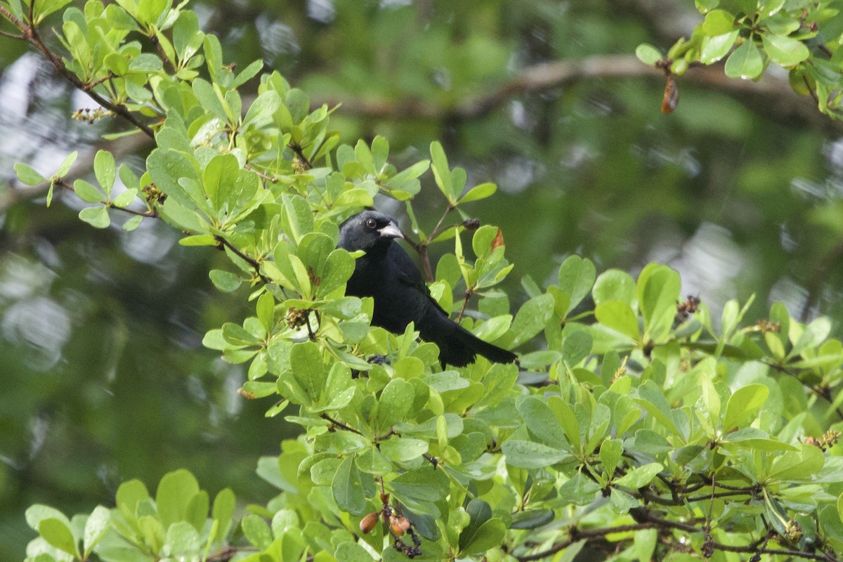 Cuban Blackbird - ML637651045