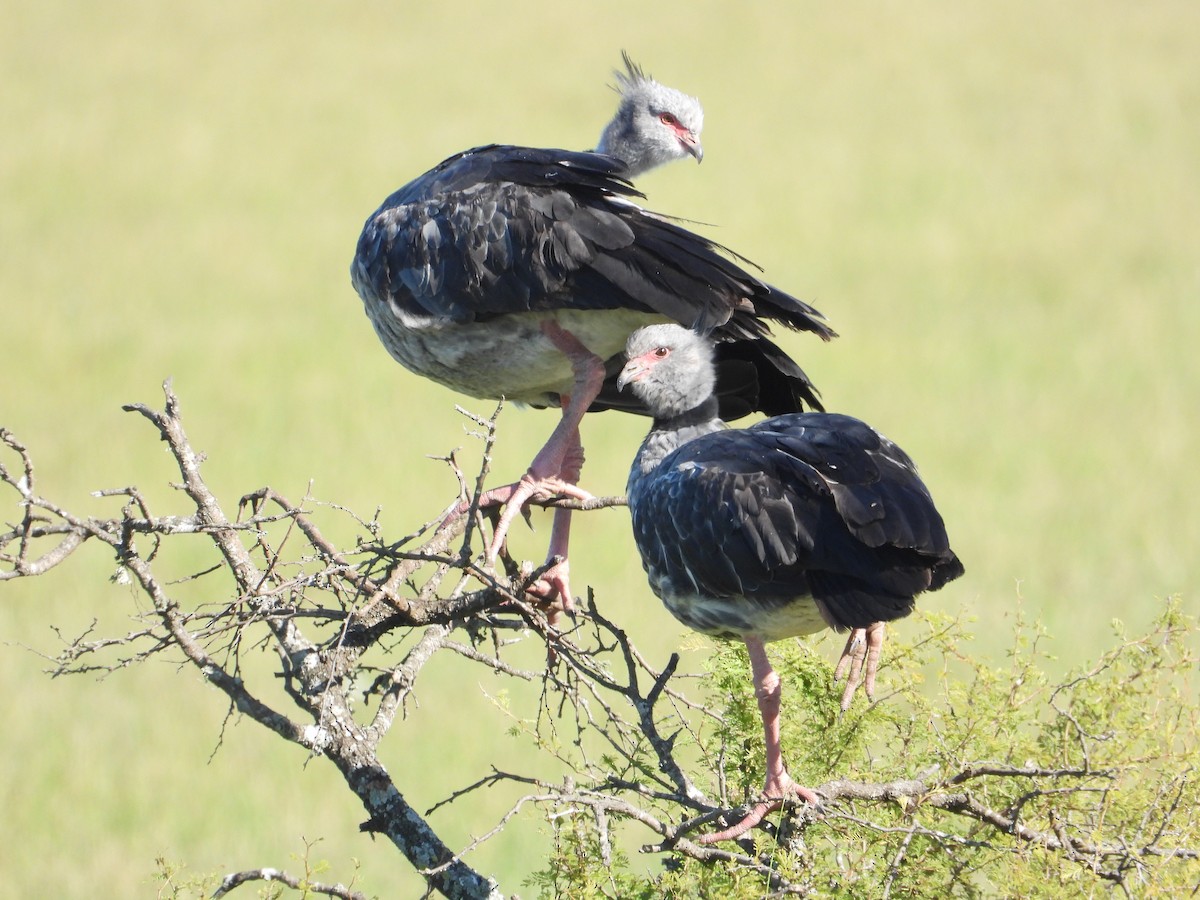 Southern Screamer - ML637651088