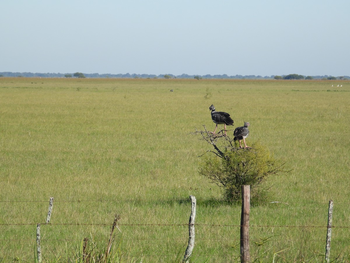 Southern Screamer - ML637651094