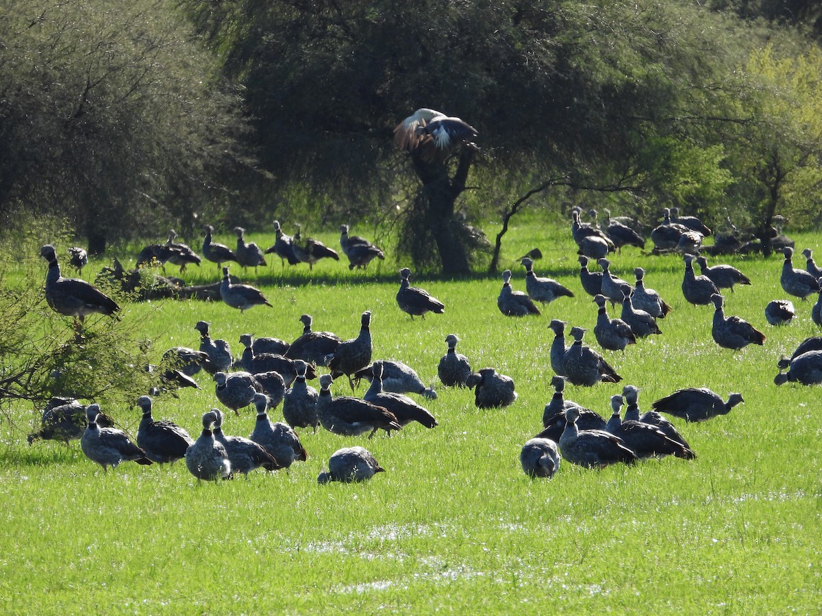Southern Screamer - ML637651096