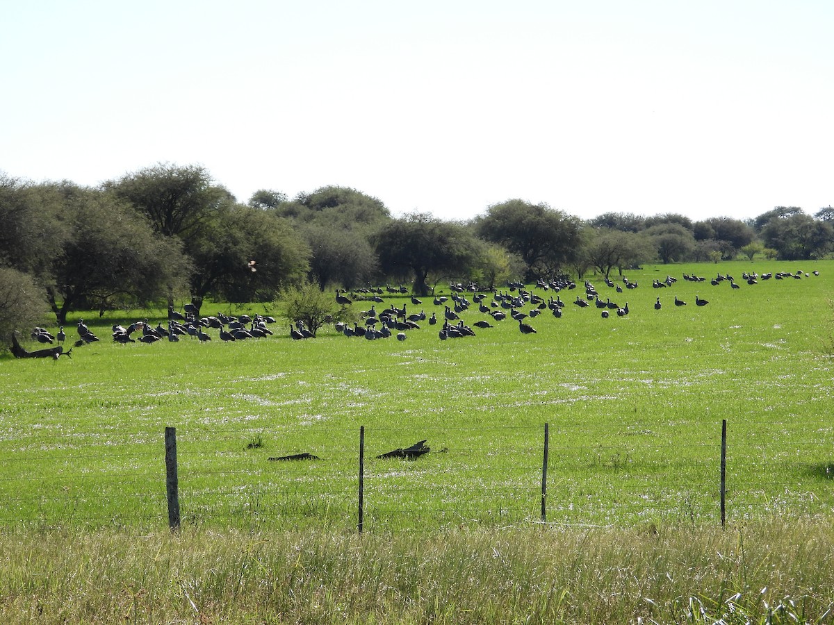 Southern Screamer - ML637651099