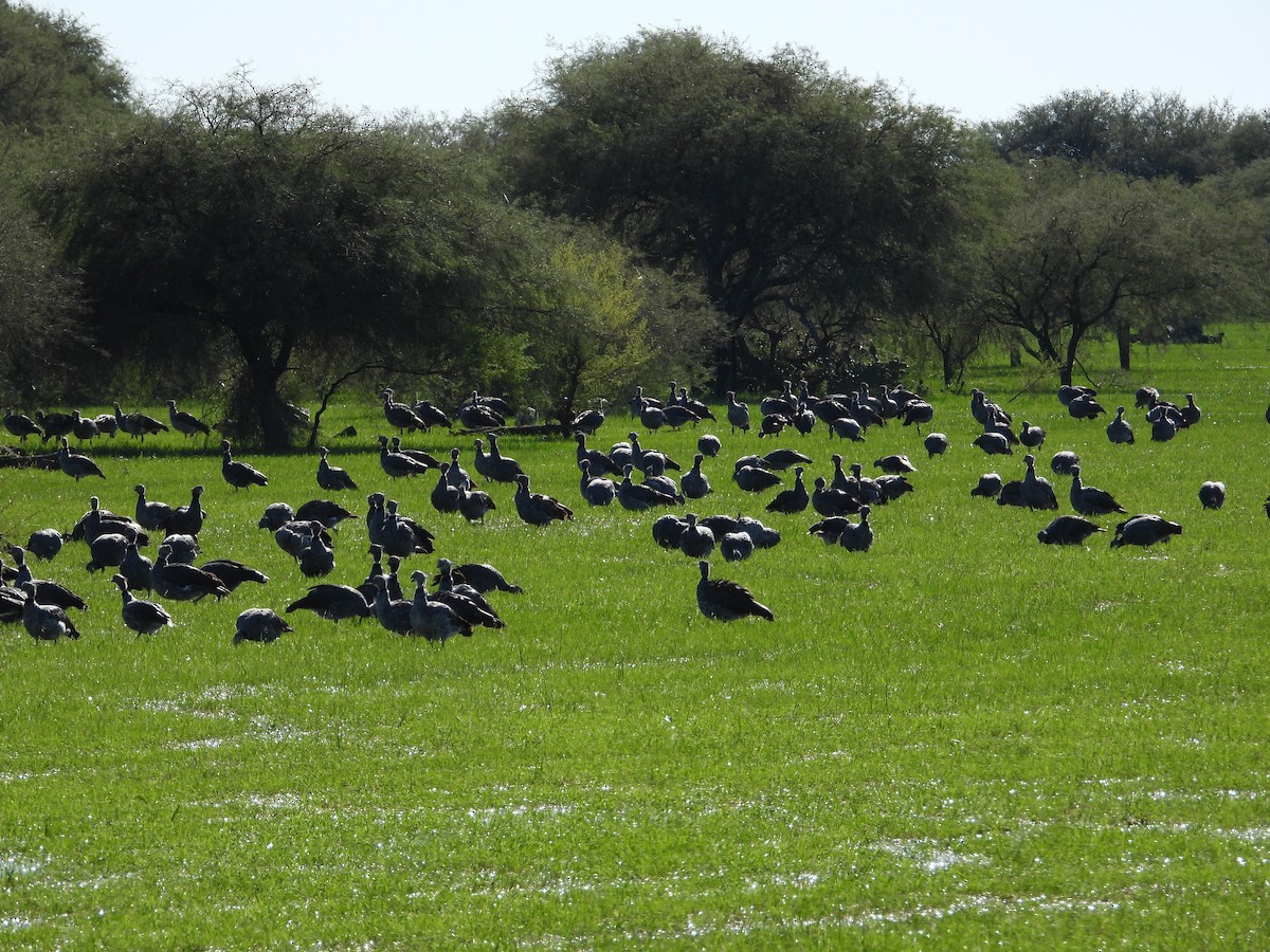 Southern Screamer - ML637651102