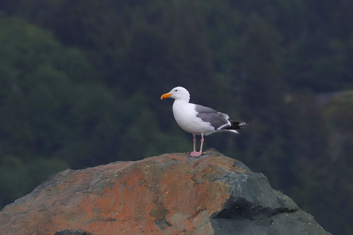 Western Gull - ML637651105