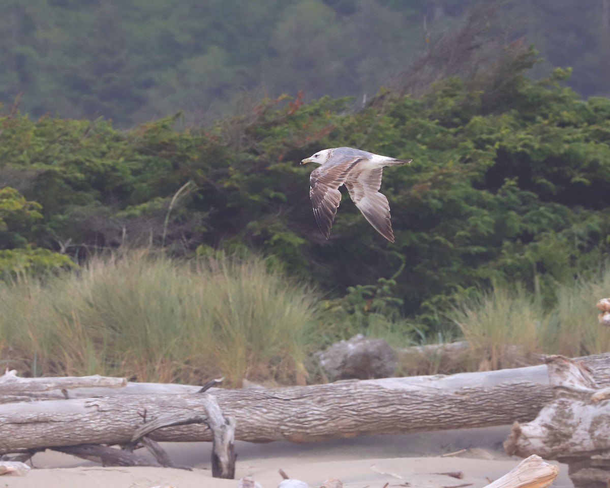 California Gull - ML637651137