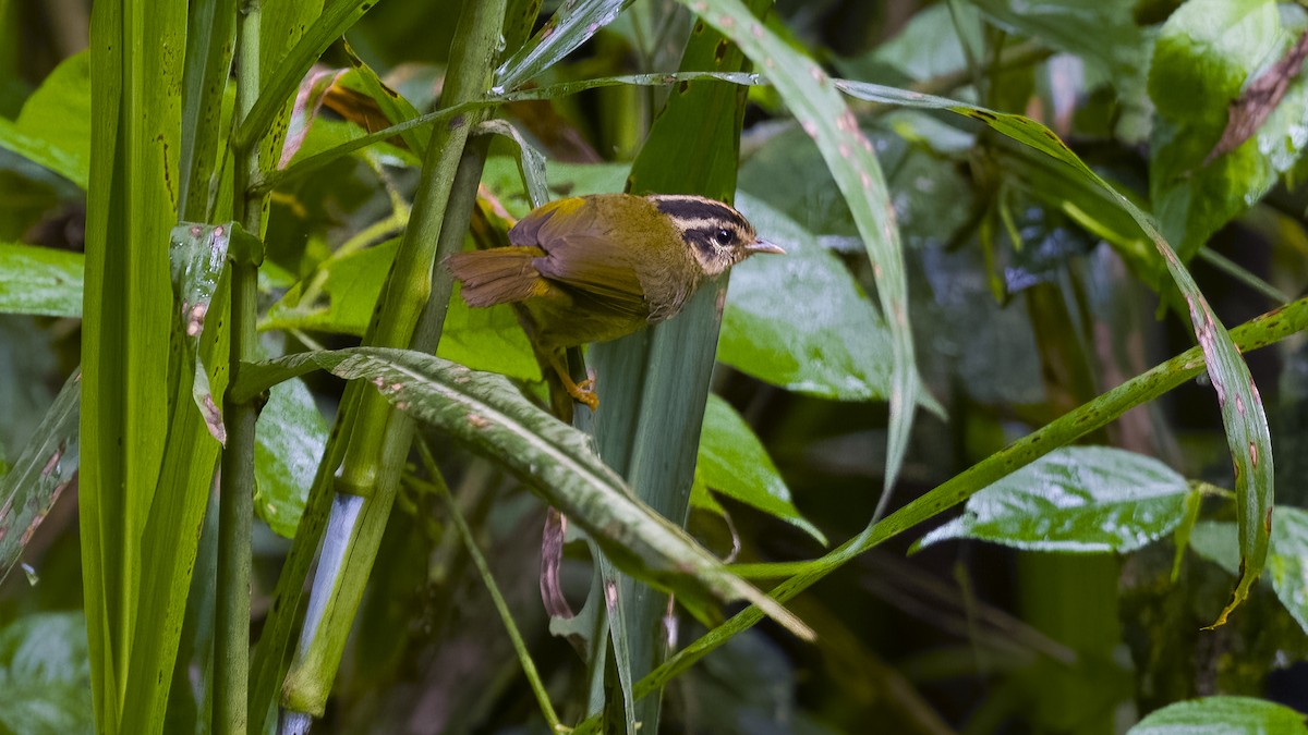 Three-striped Warbler - ML637651145